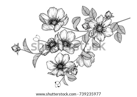 Flowers drawing with line-art on white backgrounds.