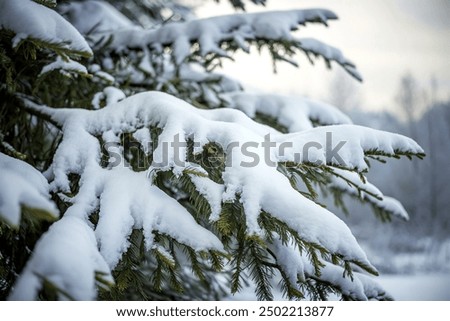 Similar – Foto Bild Verschneite Nadelbäume im Wald