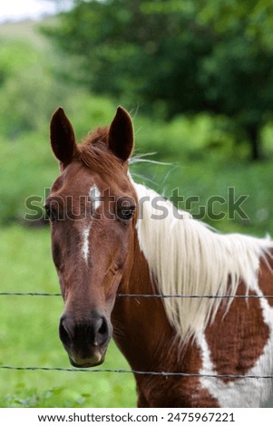 Similar – Foto Bild Wildpferde beobachten auf der Weide, wie sich ein Fotograf versucht anzuschleichen.