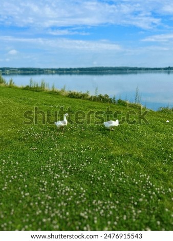 Similar – Foto Bild Zwei Gänse spielen Verstecken. Eine sucht, die andere guckt, ob jemand guckt.