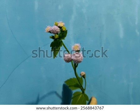 Similar – Foto Bild Lila Blüten vor blauem Himmel