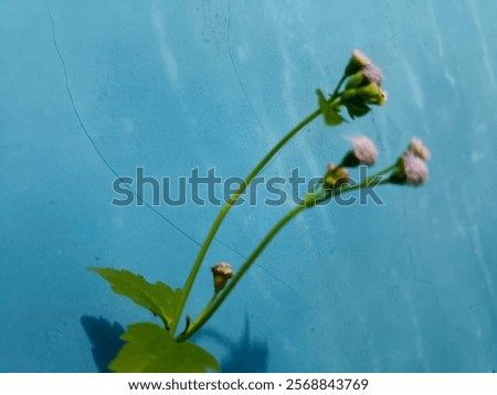 Similar – Foto Bild Lila Blüten vor blauem Himmel