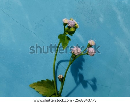 Similar – Foto Bild Lila Blüten vor blauem Himmel