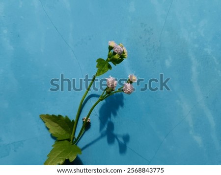 Similar – Foto Bild Lila Blüten vor blauem Himmel