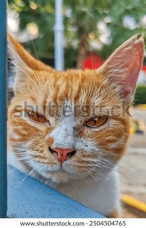 Similar – Image, Stock Photo a very small tomcat lies under a wooden table in the garden