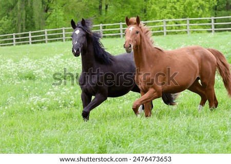 Similar – Image, Stock Photo Horses in the pasture in the early morning