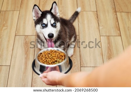 Similar – Image, Stock Photo Owner giving food to dog