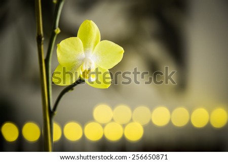 Yellow orchid flower in natural light with yellow bokeh background.