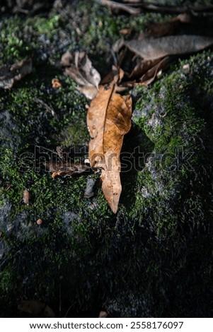 Similar – Foto Bild Nach dem Regen, im Sonnenlicht, ein Pferd auf der Koppel