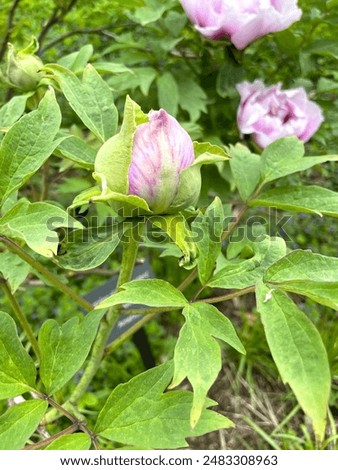 Similar – Image, Stock Photo bud of peony just before development