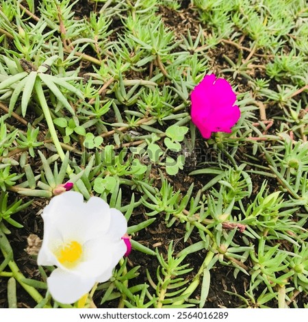 Similar – Image, Stock Photo Pinkish Garden Environment