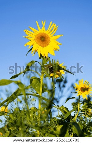 Similar – Image, Stock Photo Golden October Sunflower