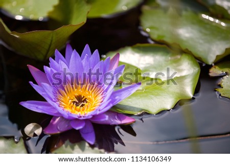 beautiful Waterlily