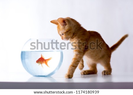 Kitty Observers