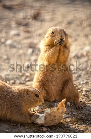 Cute beaver eating, full lenght