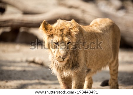 Lion female walking in sunny day