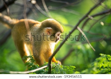 cute squirrel monkey in tree