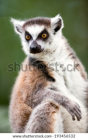 Ring-tailed Lemur (Lemur catta) looks out with big, bright orange eyes