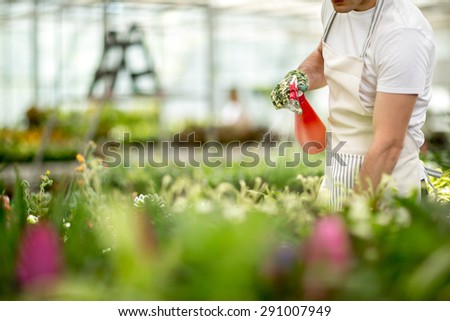 Worker watering flowers from the tables in greenhouse