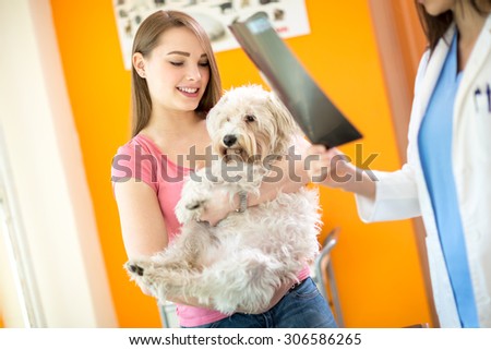 X ray examination of sick Maltese dog in vet clinic
