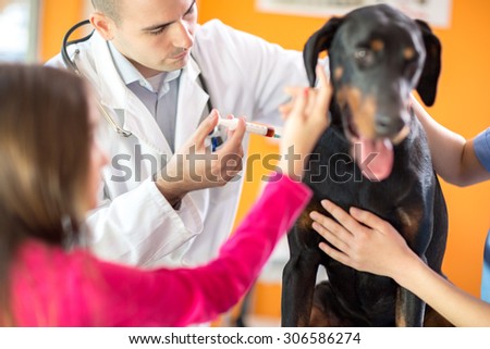 Male veterinarian at work giving injection to sick Great Done dog in vet clinic