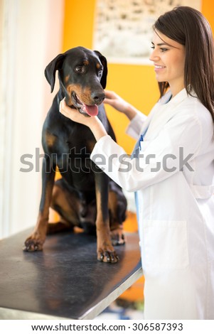Beautiful Great Done dog on check up at vet ambulant
