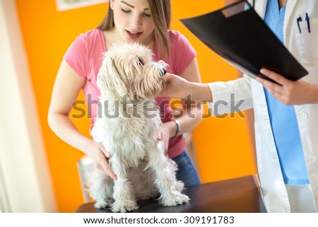 Girl holding her sick Maltese dog during the examination in vet infirmary