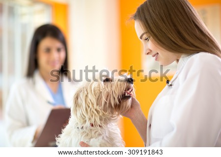Young veterinarian comforting beautiful Maltese dog in vet clinic