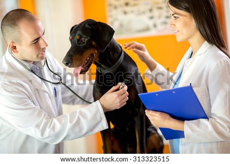 Veterinarians listen sick Great Done dog with stethoscope in vet clinic