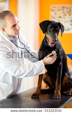 Veterinarian listen respiration of sick Great Done dog with stethoscope in vet clinic