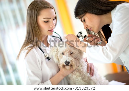 Young veterinarians at work checking Maltese ear at vet ambulant