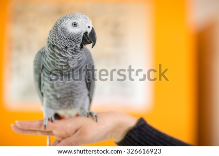 Portrait of lovely bird, African gray parrot