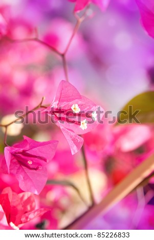 exotic pink flower, close up,  focus in foreground