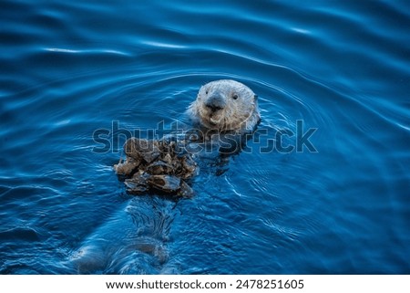 Similar – Foto Bild Wildes Meer mit Felsenküste