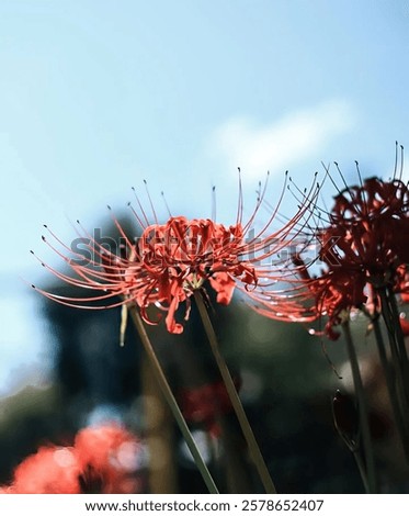 Similar – Image, Stock Photo Full blooming of red lily in flower garden