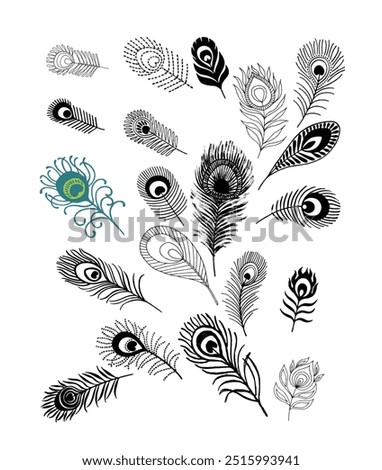 Intricate black-and-white feather illustrations with ornate designs, featuring a vibrant blue and green peacock feather for contrast.