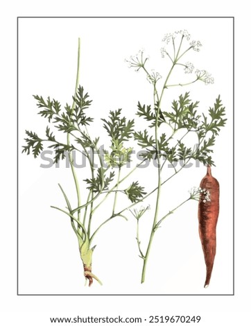 Changium smyrnioides Wolff, hand-painted floral and botanical painting, hand-painted herbal painting, natural herbs.