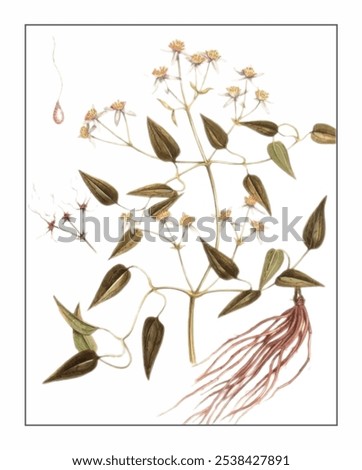 Similar – Image, Stock Photo a branch of Clematis montana hangs in front of a wooden wall