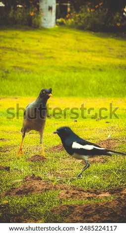 Similar – Foto Bild Rotkehlchen auf Futtersuche