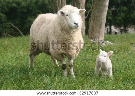 mother sheep with sweet little lamb on bright green grass