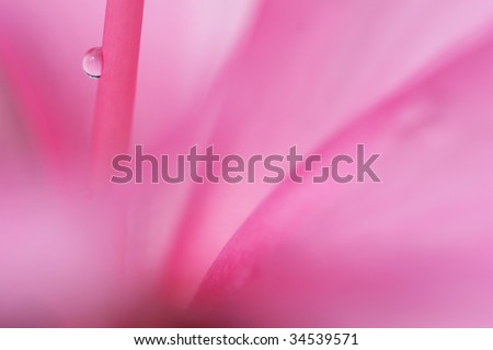 water droplet on heart of tropical flower (focus on water droplet)
