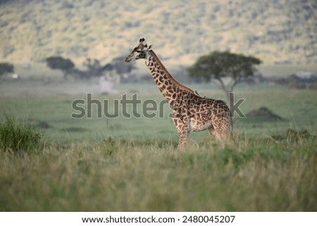 Similar – Image, Stock Photo Giraffe crossing the trail in Samburu Park