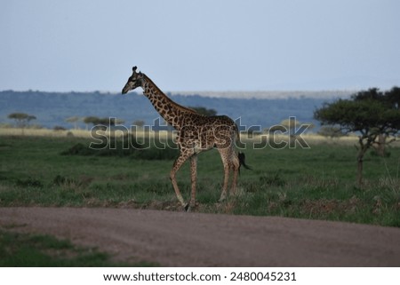 Similar – Image, Stock Photo Giraffe crossing the trail in Samburu Park