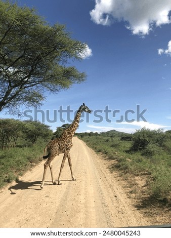 Similar – Image, Stock Photo Giraffe crossing the trail in Samburu Park