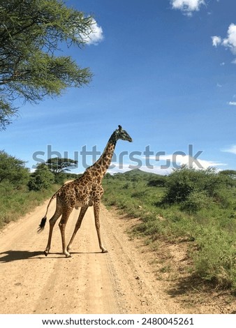 Image, Stock Photo Giraffe crossing the trail in Samburu Park