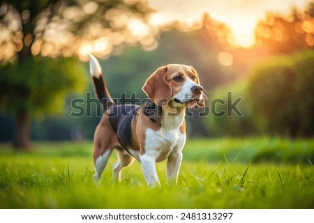 Similar – Image, Stock Photo dog Beagle on a walk on a field