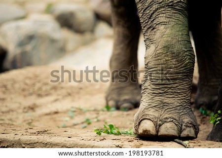 Closeup of the big foot of an elephant