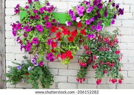 Colorful floral display of hanging baskets on a white brick wall