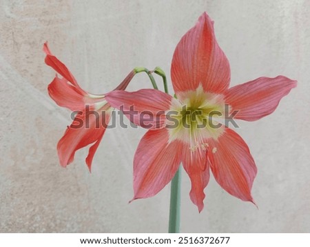 Image, Stock Photo Orange Lily stamens close up with selective focus