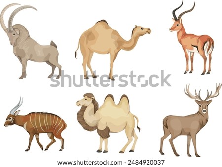 Animal, Antelope,gazelle, deer,
Large sized animals, humped camel,camel two
 tumor, Cephalophus zebra,  Bovidae, Artiodactyla.